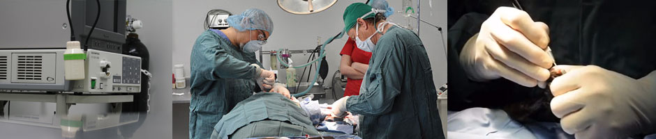 The most advanced procedures available for your pet including laparoscopy and laser surgery.