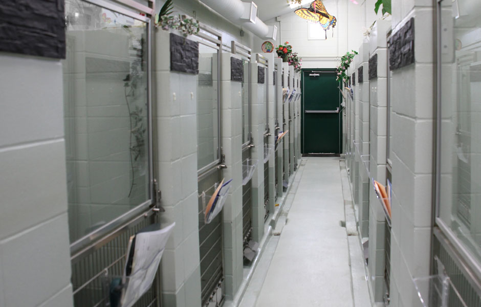 The Animal Medical Centre Edmonton - Boarding Facility